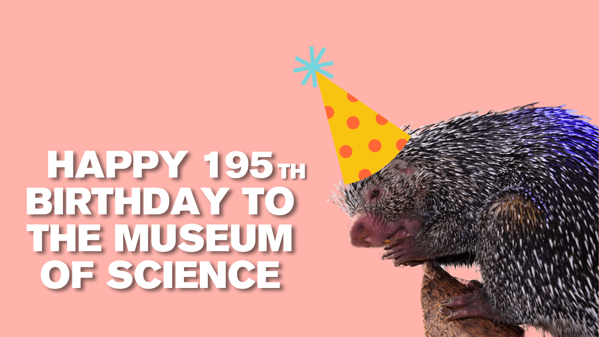 Guillermo the porcupine wearing an illustrated birthday hat with text that reads "Happy 195th Birthday to the Museum of Science"