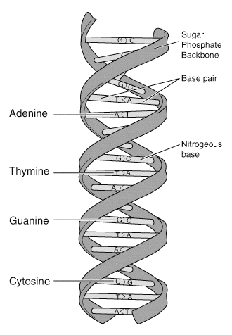 A basic diagram of the structure of DNA. Credit: Wikipedia Commons