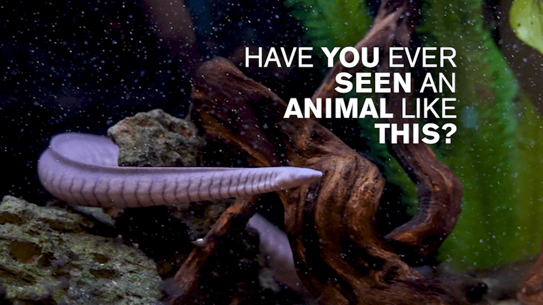 A caecilian swimming under water with the text "Have you ever seen an animal like this?"