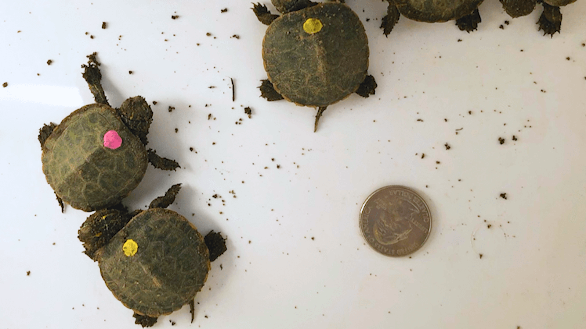 Three turtles next to a quarter for scale