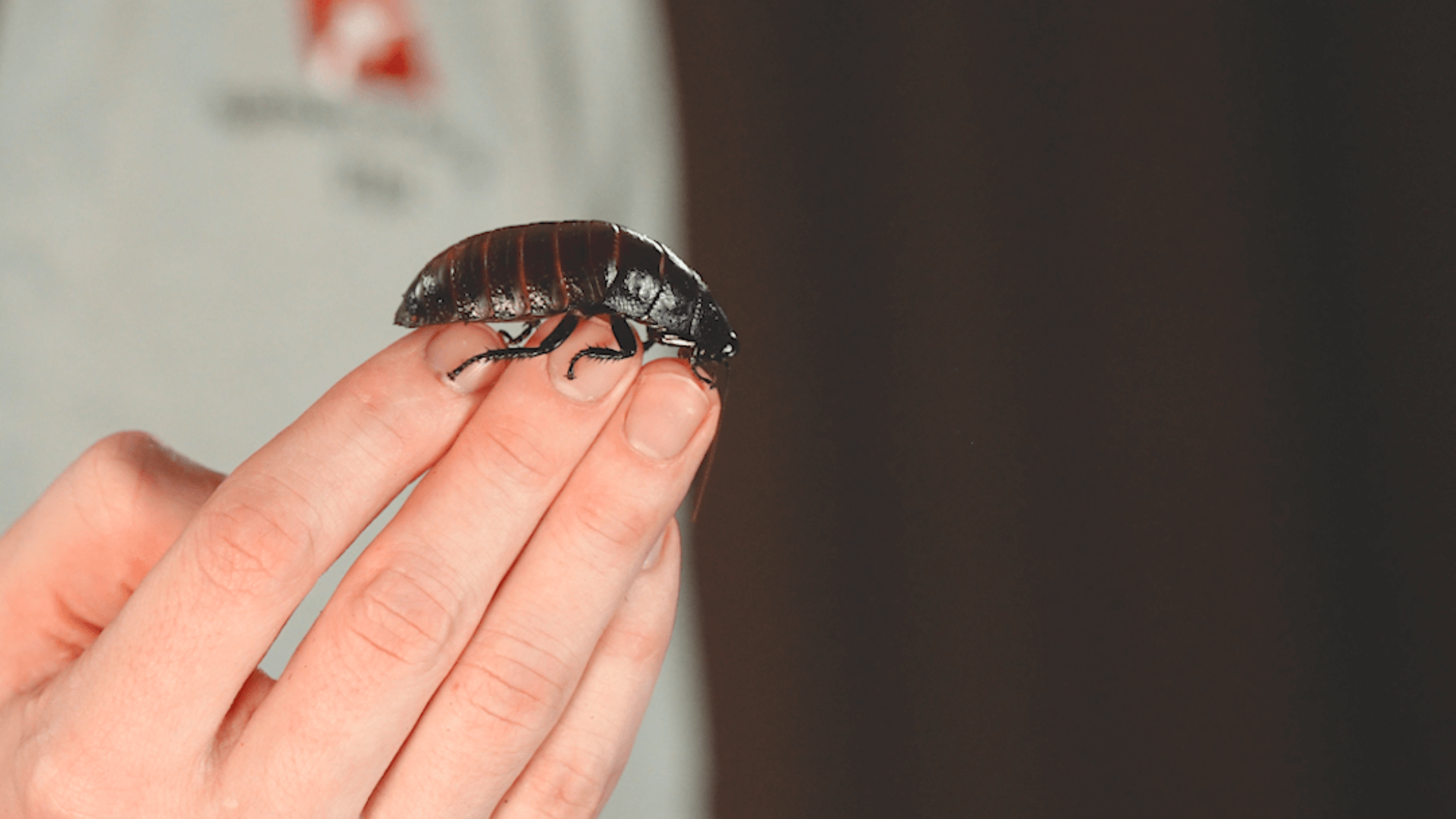 Keeper Jason holds a hissing cockroach on the end of his fingers.
