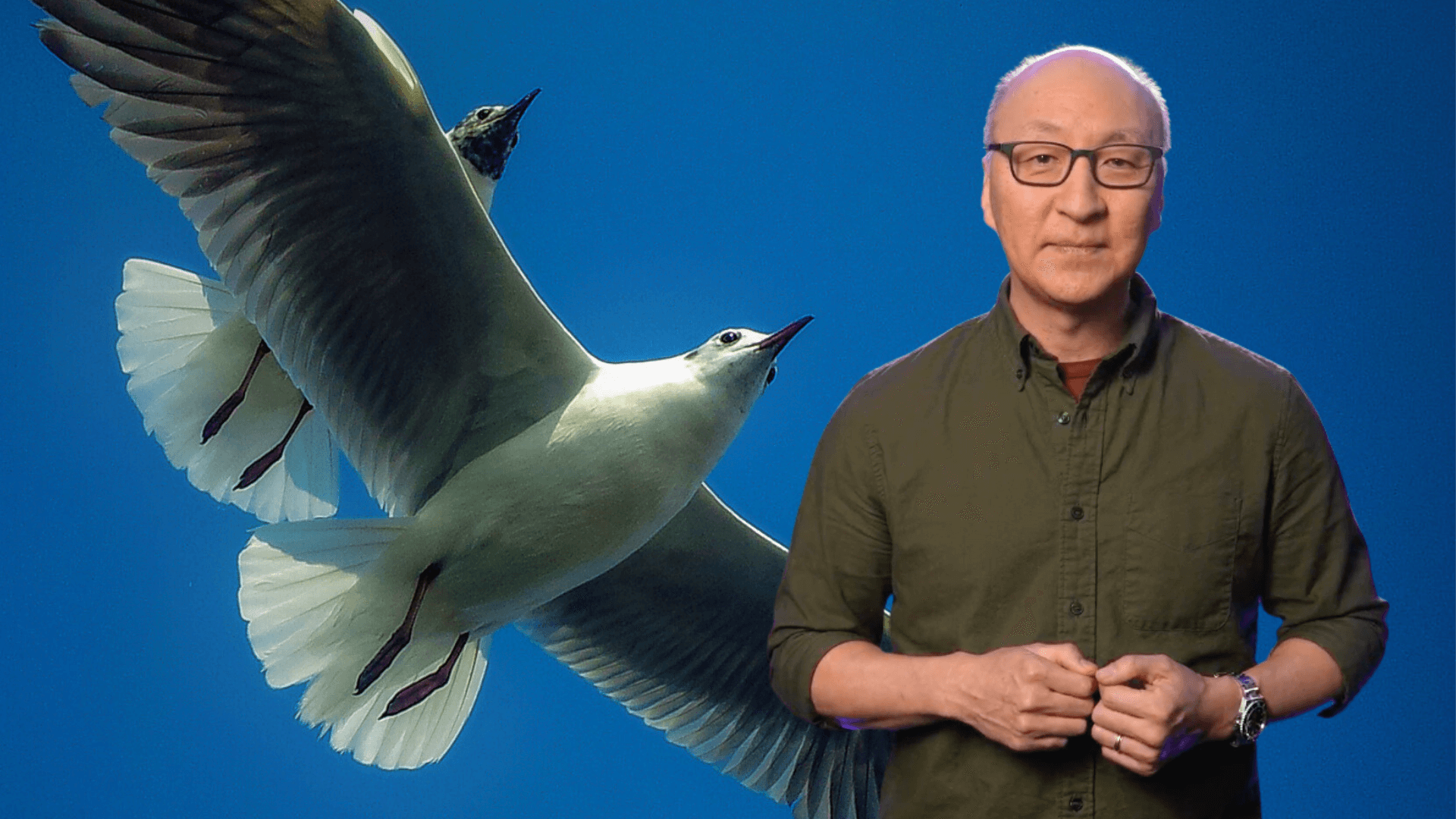 Insoo Hyun in front of a seagull flying against a blue sky