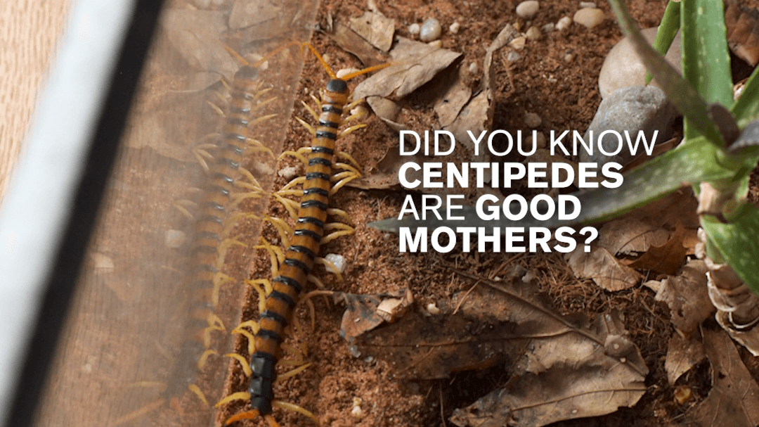 A centipede in its habitat with white text reading "Did you know centipedes are good mothers?"