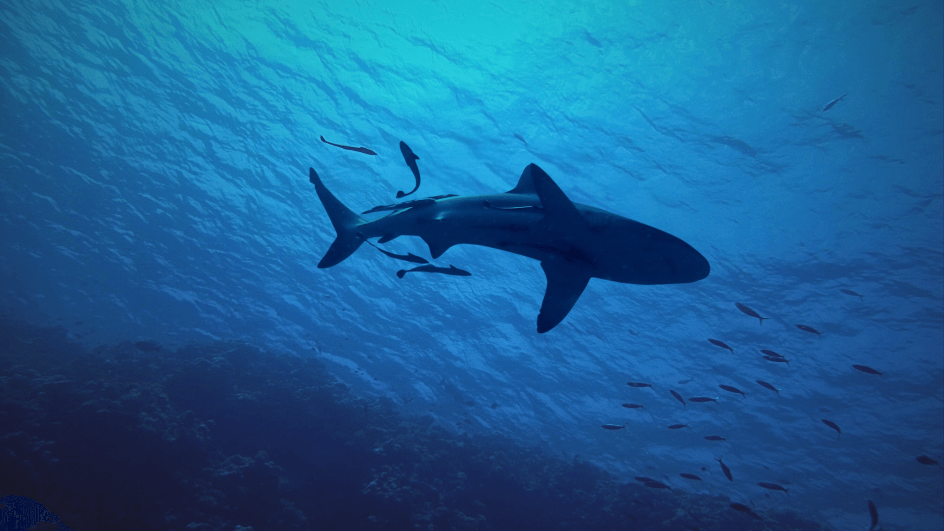 Curly, and 18 foot white shark swimming under water.