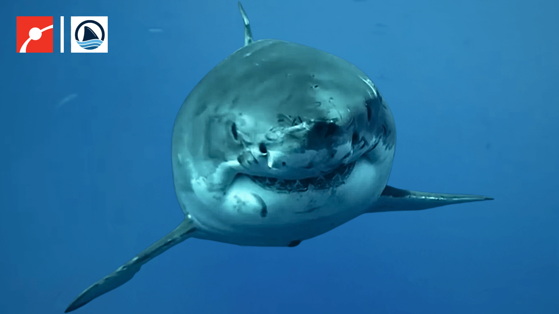 Nukumi, a white shark, swims straight towards the viewer.