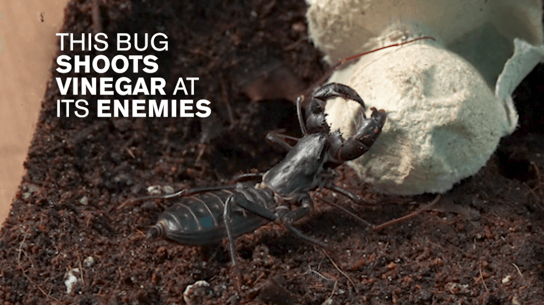 A vinegaroon in its enclosure with white text reading "This bug shoots vinegar at its enemies."