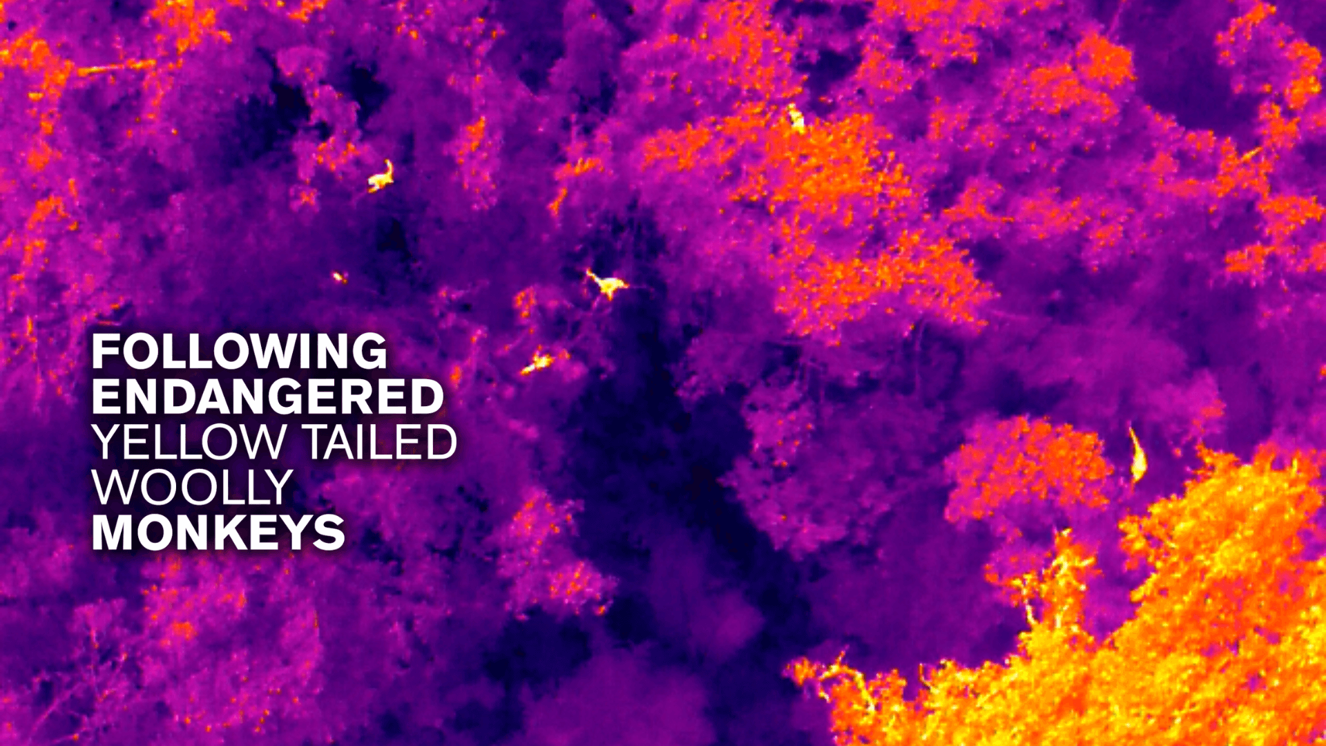 A thermal image of tree tops with monkey running in them with white text reading "Following endangered yellow tailed woolly monkeys"
