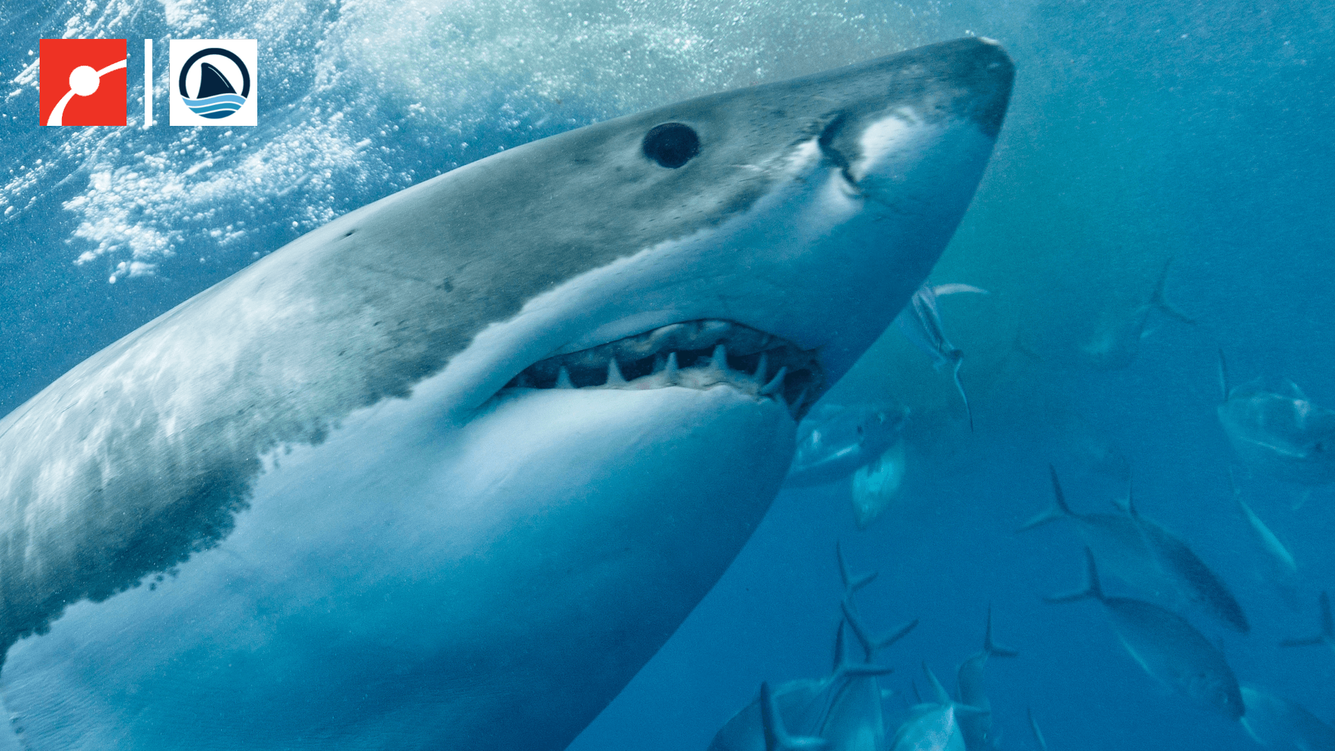 An under view of the face of a white shark while it swims in the ocean