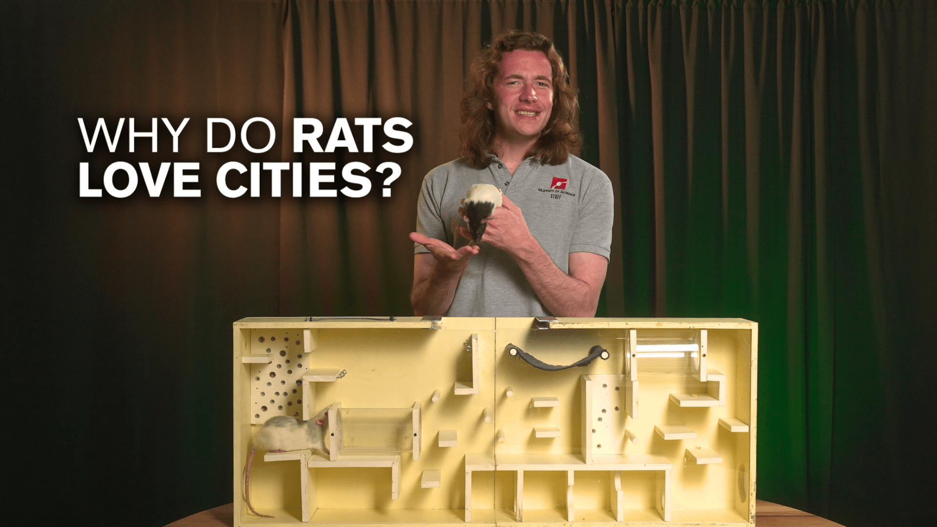 Educator Jason holds a rat with a maze next to white text reading Why do rates love cities?