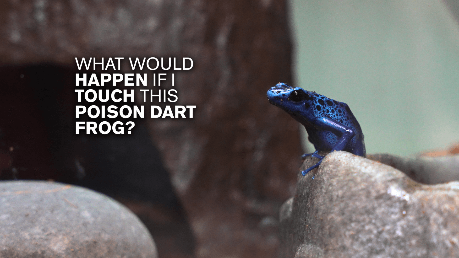 A poison dart frog with white text that reads What would happen if I touch this poison dart frog?