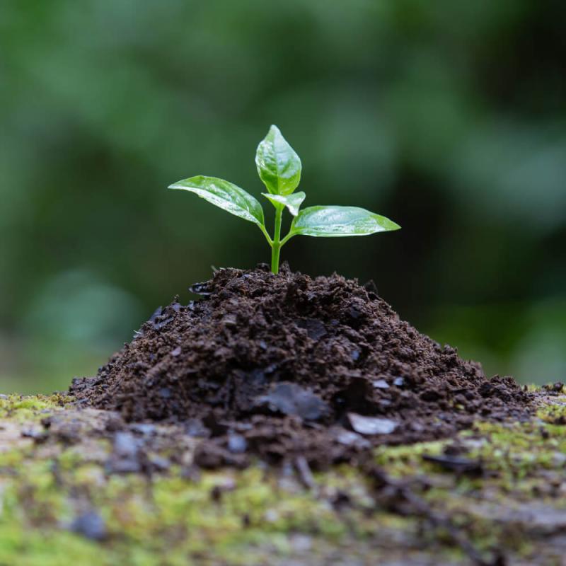 A plant growing out of the ground.