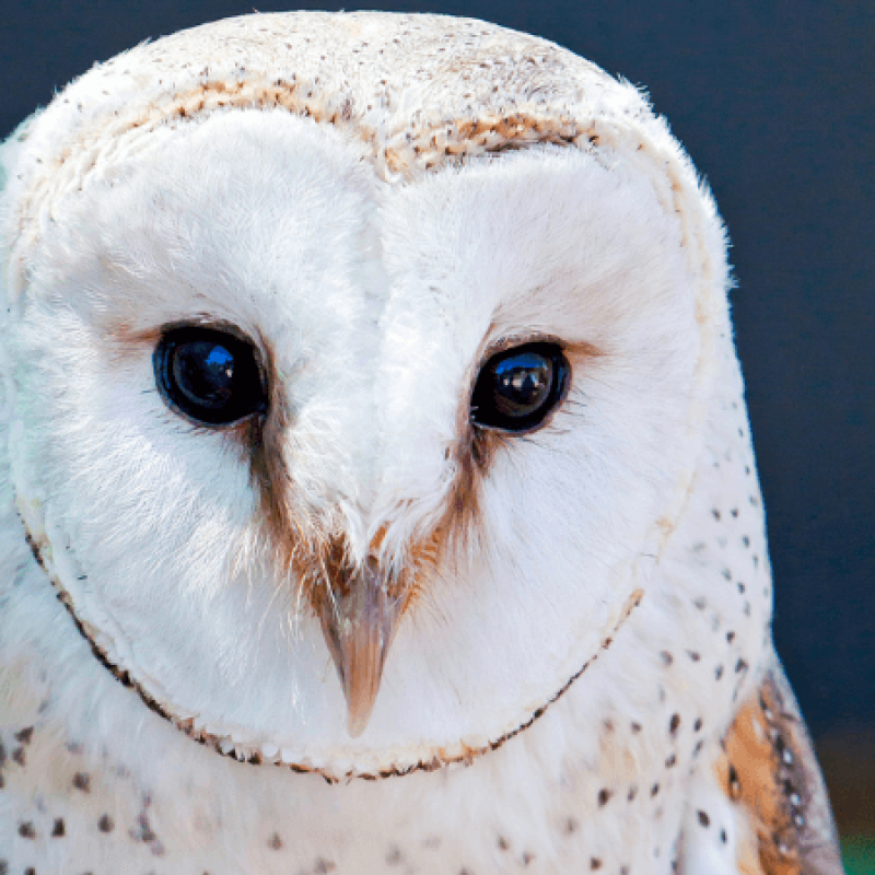 A barn owl