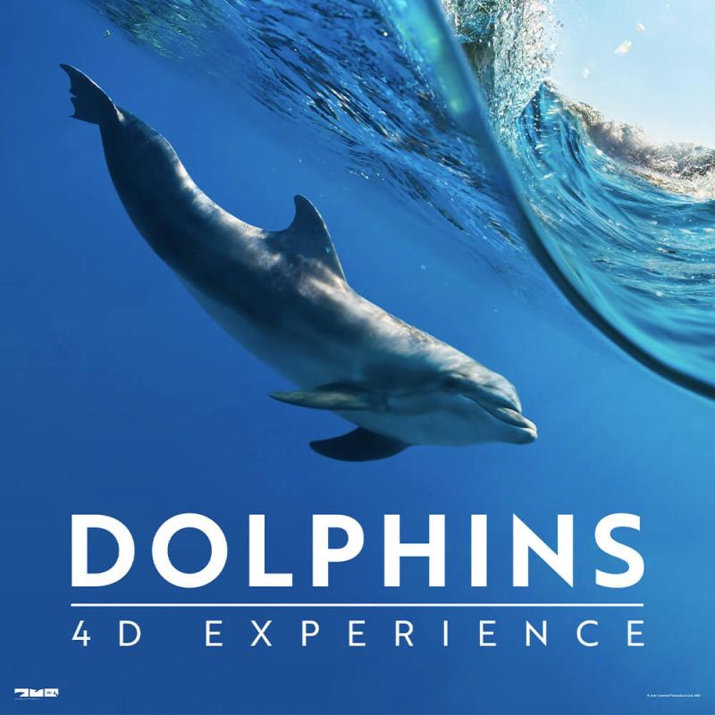 A Dolphin swimming under a wave in the ocean.