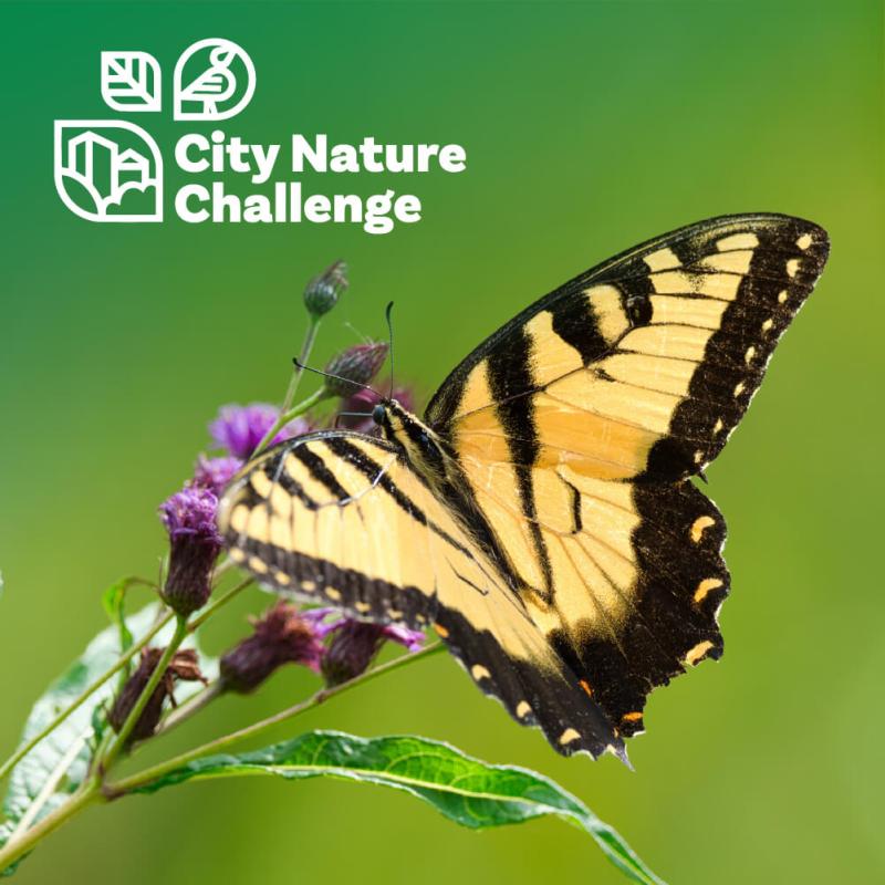 A yellow and black butterfly sitting on a purple flower.