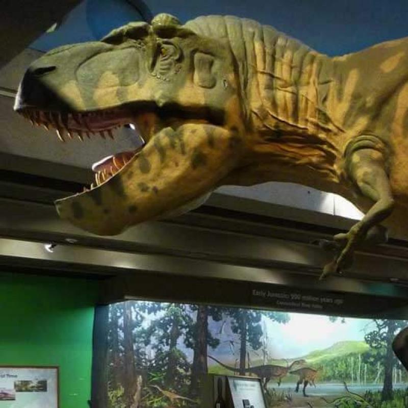 A life-size T-rex model from our Modeling the Mesozoic exhibit.